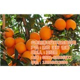 柳州菠蘿產(chǎn)業(yè)與鵬瑞農(nóng)業(yè)開(kāi)發(fā) 菠蘿特性解析及農(nóng)業(yè)開(kāi)發(fā)實(shí)踐